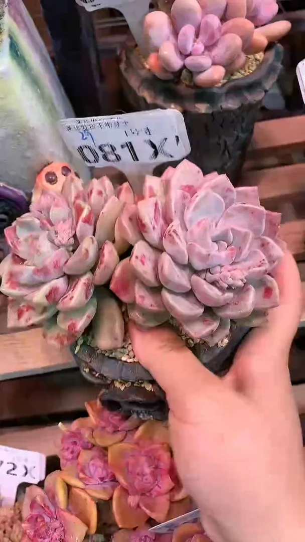 【闪购商品】081XXX