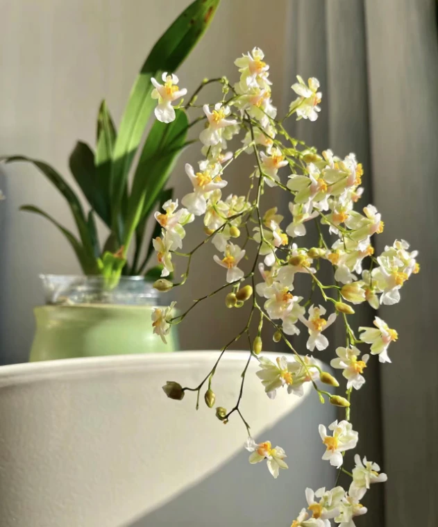 罗曼香（奶白色) 160盆40支花剑起精品兰花绿植盆栽（量拍）