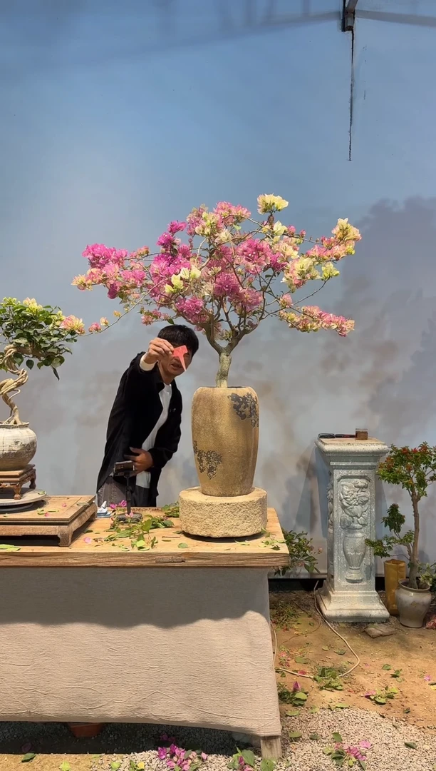 全部花朵黄****丶三角梅37