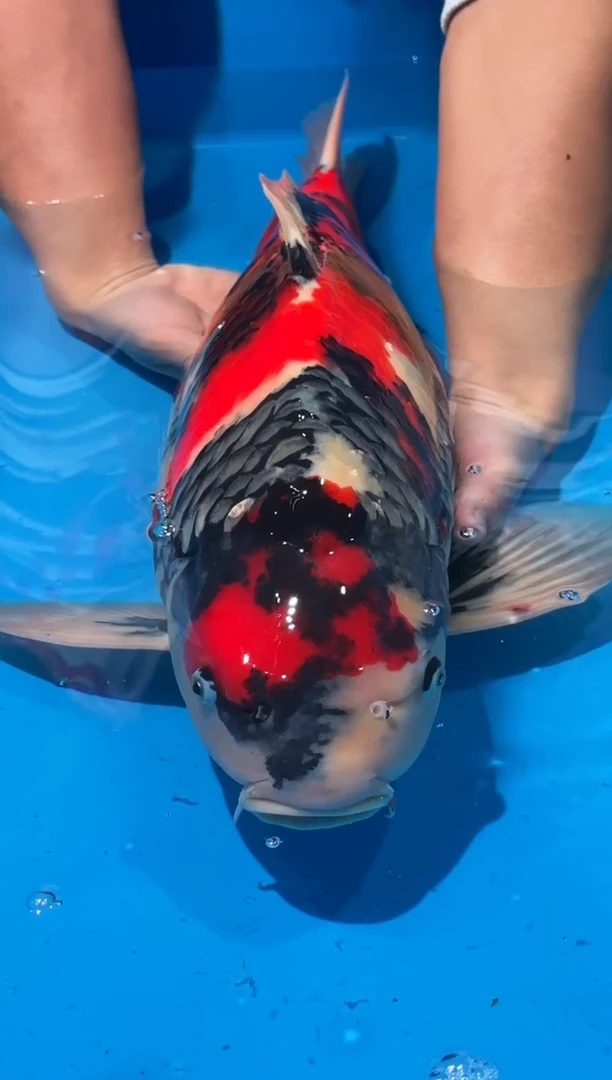 锦鲤佛山金隆锦鲤直播专用闪购链接，不支持7天无理由退货退款