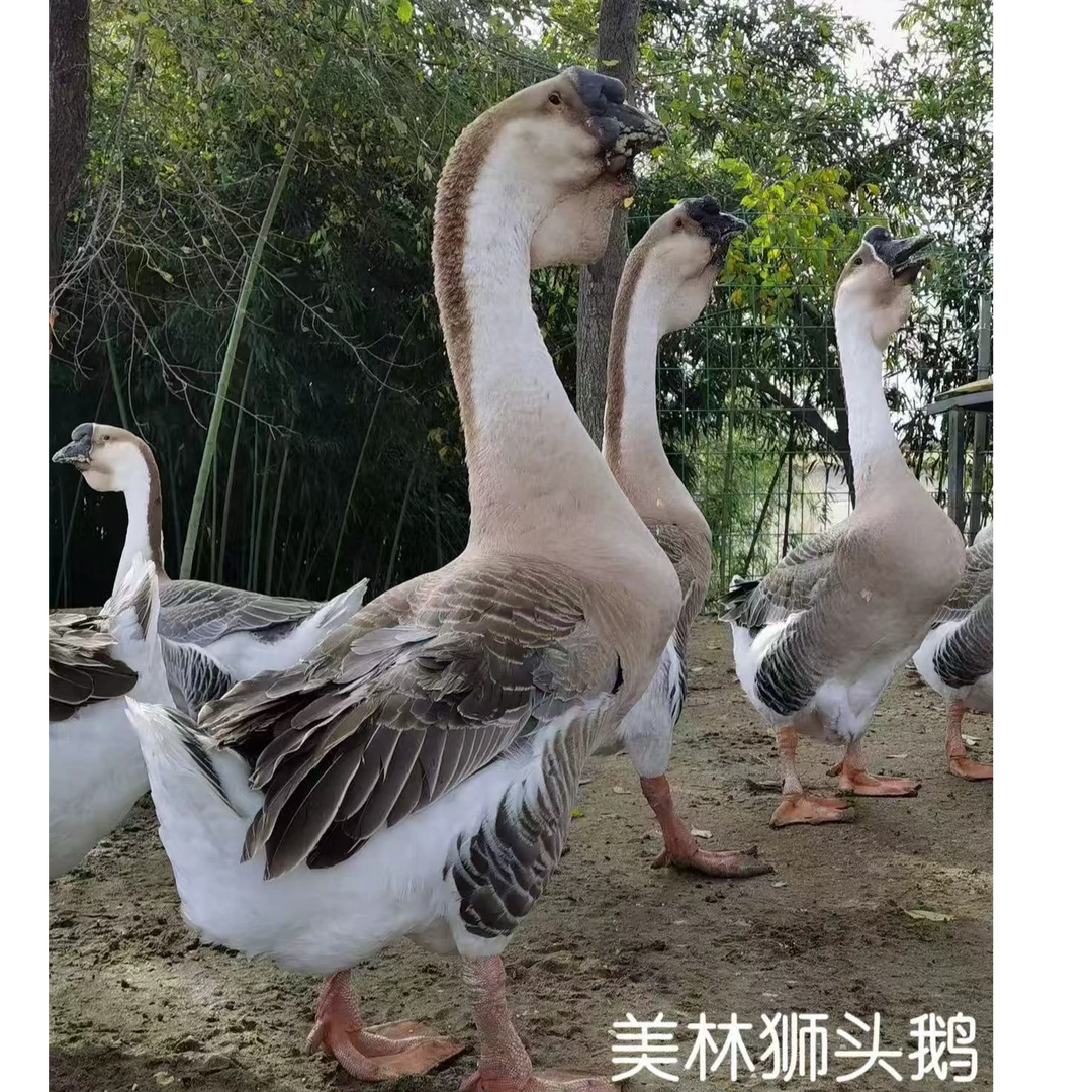 1号（3两左右）特大种狮头娥y顺丰包邮宠物狮头鹅纯种正宗狮头鹅