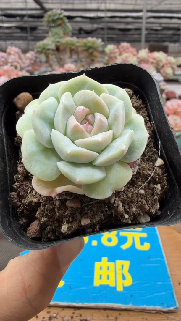 东云多肉园二店-522