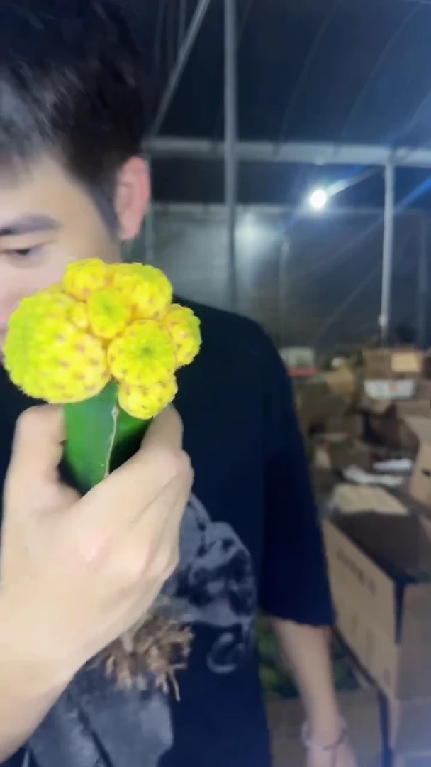 沟宝自然锦【嫁接】