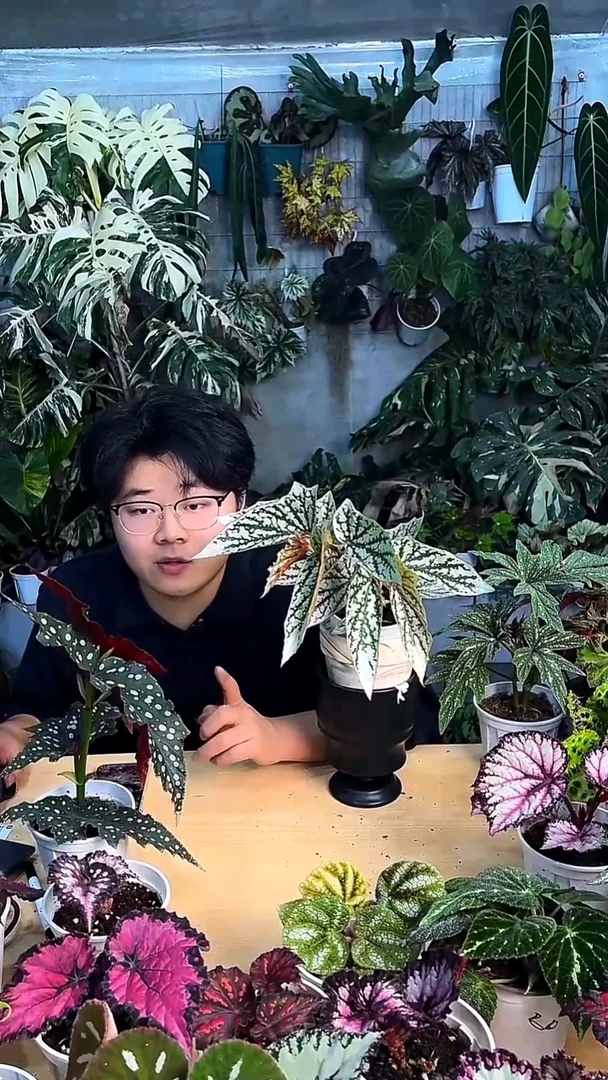 完全开放猫耳朵秋海棠