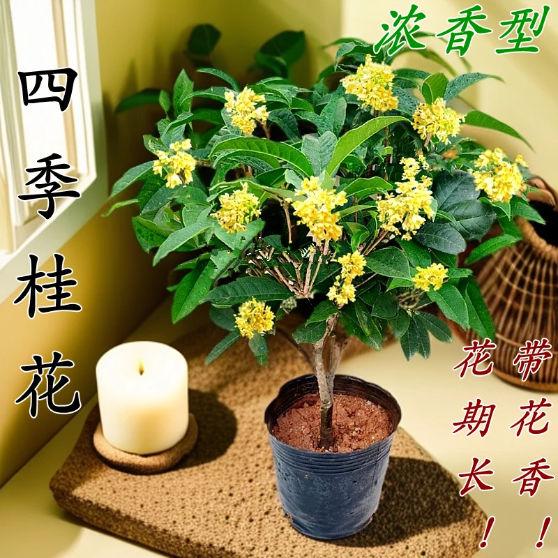 四季桂花树苗带花苞四季开花浓香型阳台盆栽室内盆栽好养易活