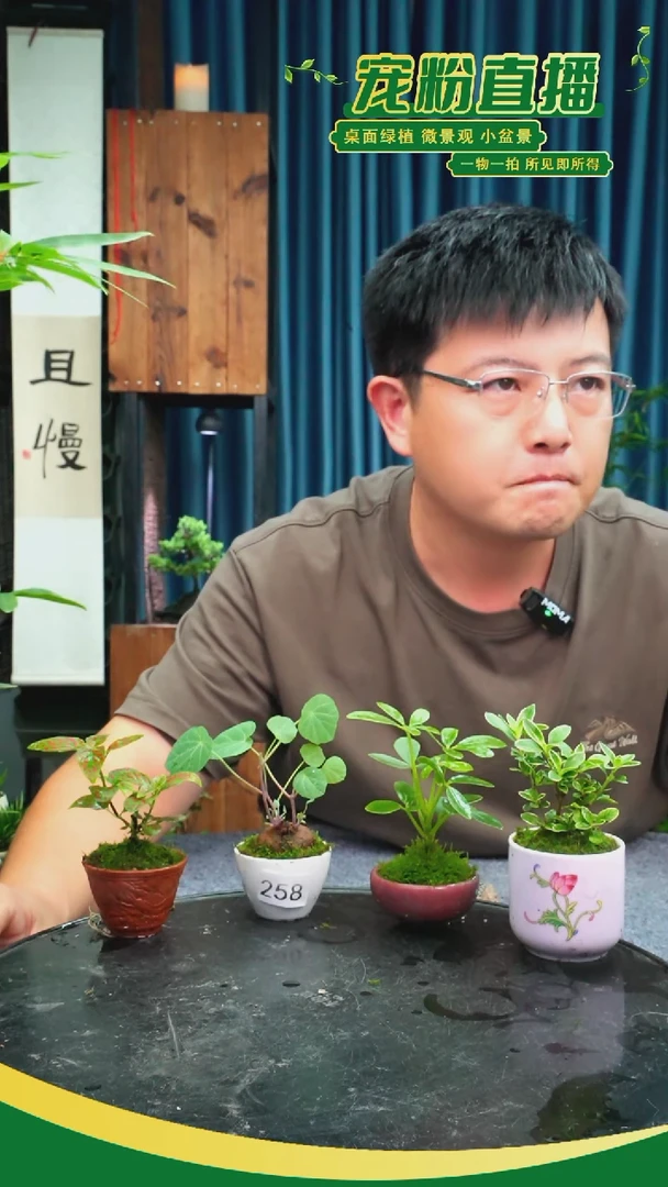 无花朵兮*?苔藓微景观258号