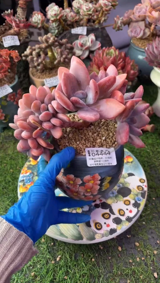 昆明印象多肉04444