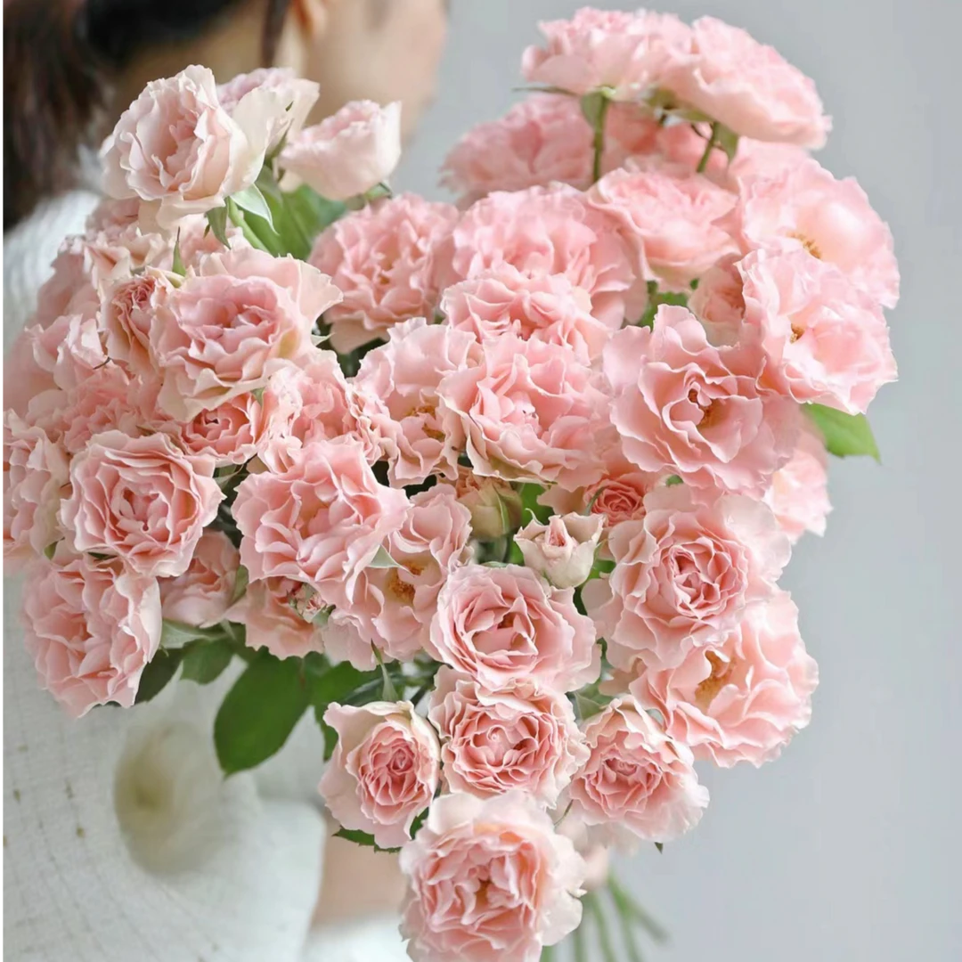 【探花甄选】人鱼公主（带包装醒花） 任意两单升级顺丰冷链包邮