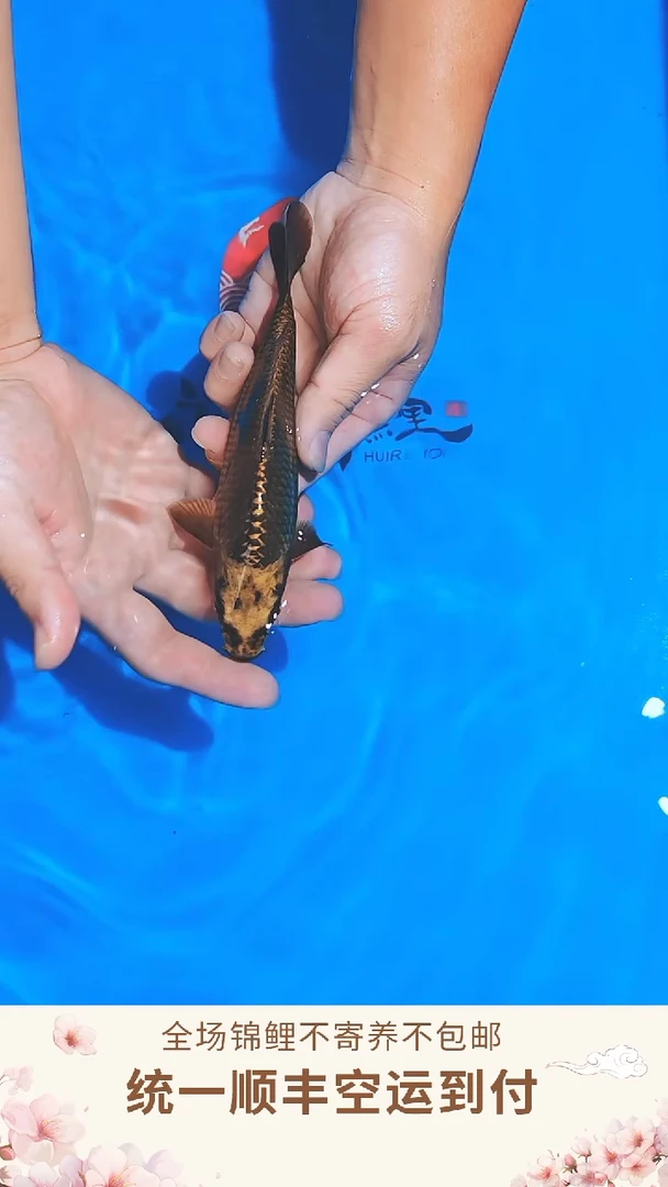 锦鲤丸博单色鲤--016 （顺丰空运到付）