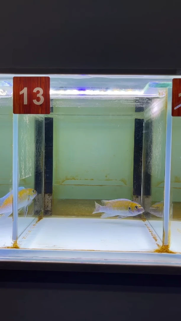 慈鲷鱼三湖慈鲷野生