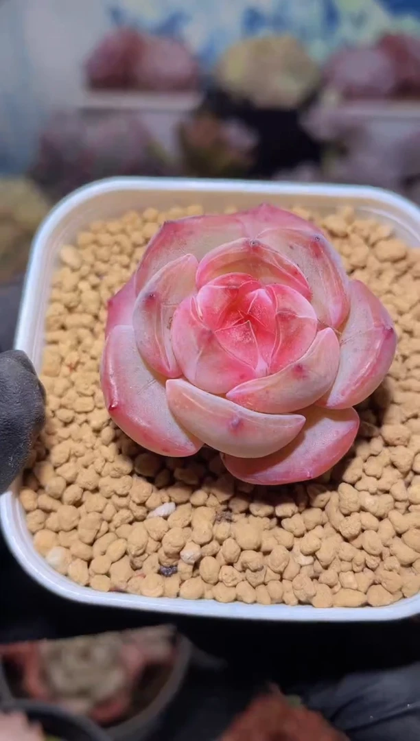 【闪购商品】274熊猫