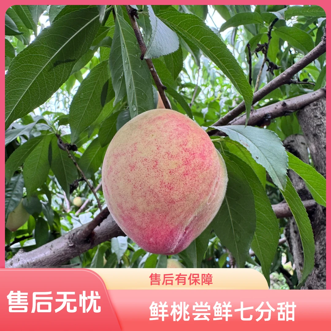 本地脆甜毛桃【七甜二酸一鲜】