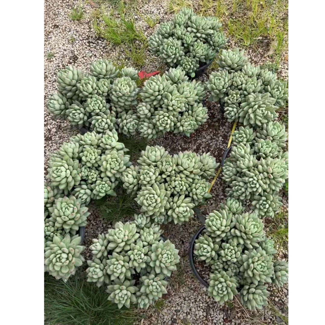 植迷园艺多肉植物9月12日米其林大群