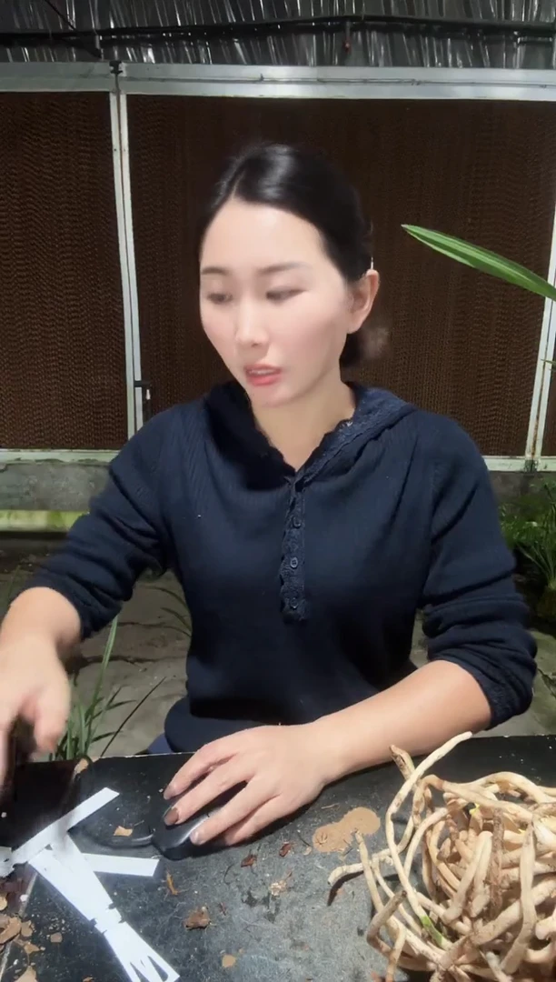 无花朵市长红4苗 带花苞