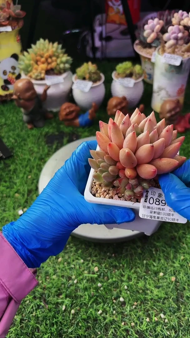 昆明印象多肉08987