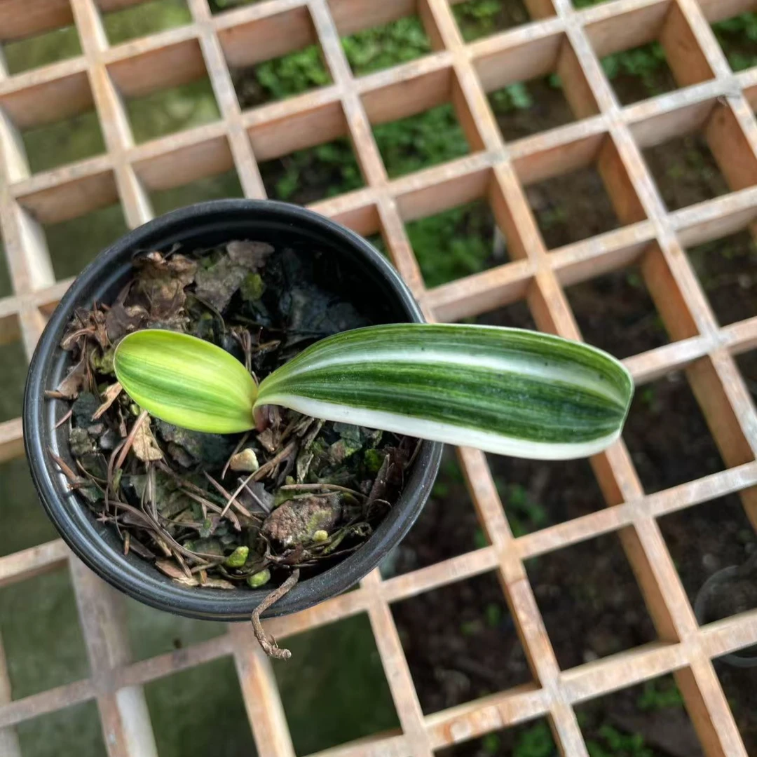 精品彩兰高品两叶苗（随机发货）