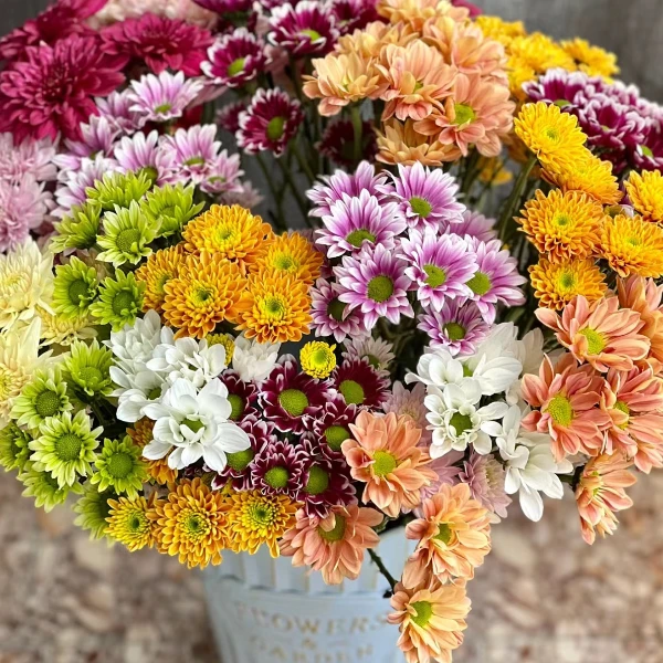 混搭小雏菊 一束随机3~5种颜色 两束以上可直接下单备注指定颜色