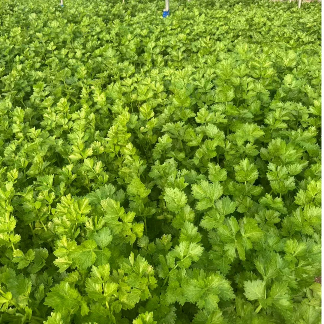 庄河本地大棚芹菜4斤一份 无药有各别虫眼不售后 只卖辽宁省内