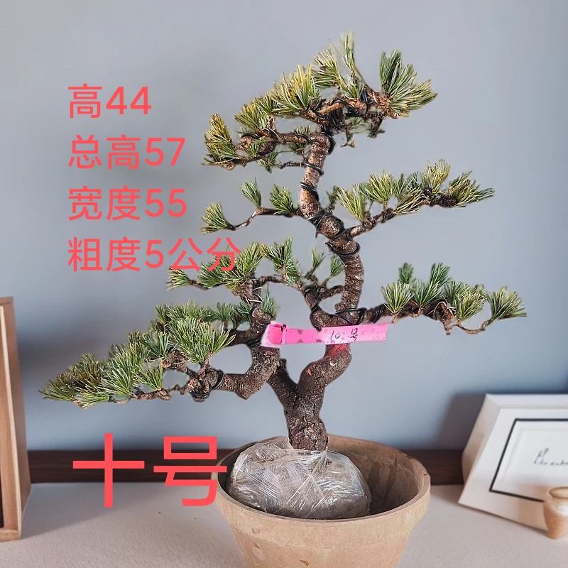 五针松老桩盆景高端庭院盆景松柏杂木基地直发包邮室内盆栽中式