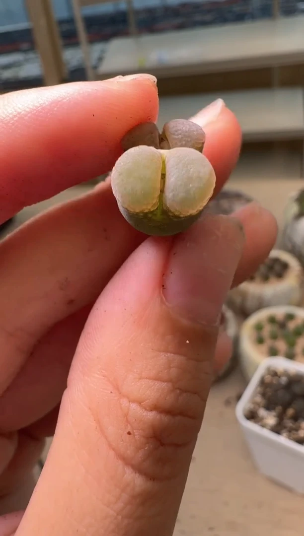 多肉植物肉锥16-207 baby