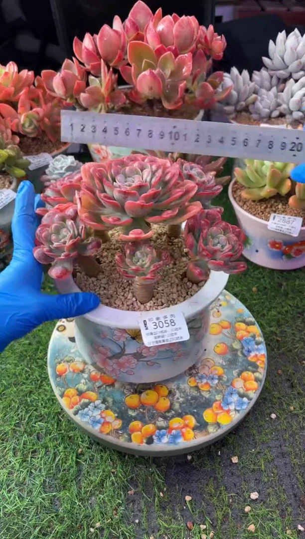 昆明印象多肉3058