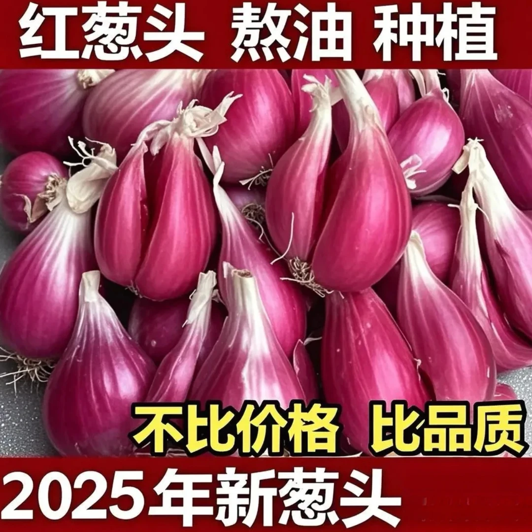 【红葱头】种球火葱头家庭阳台小院耐热四季种植盆栽地栽易种易活