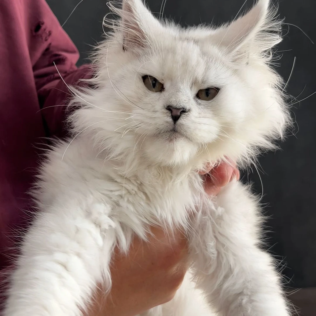 米花缅因猫舍！！！