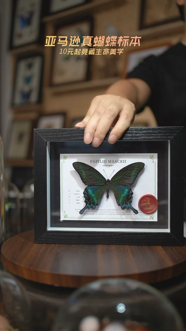 有机玻璃绿带翠凤蝶夏型8寸黑框国风版