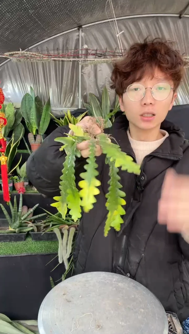 【闪购商品】短款鱼骨脱土15cm起6棵9.9