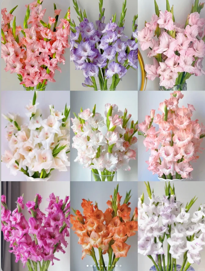 【剑兰10枝】云南基地鲜花直发一单普快两单升级京东空运