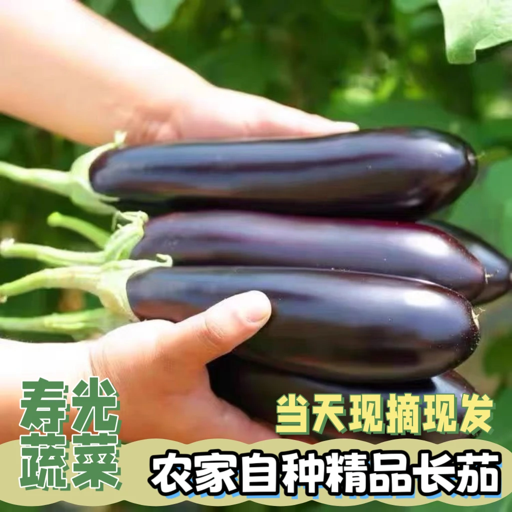 整箱精品茄子 品质更好 更新鲜 更便宜 农家自种紫皮长茄现摘蔬菜