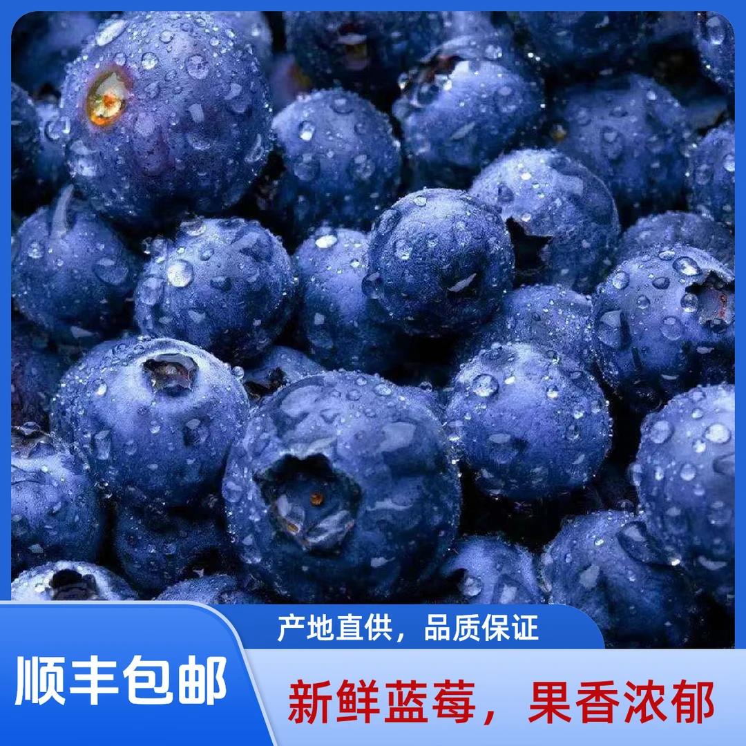 【巨无霸】云南高山花香蓝莓脆甜可口孕妈妈辅食125g/盒