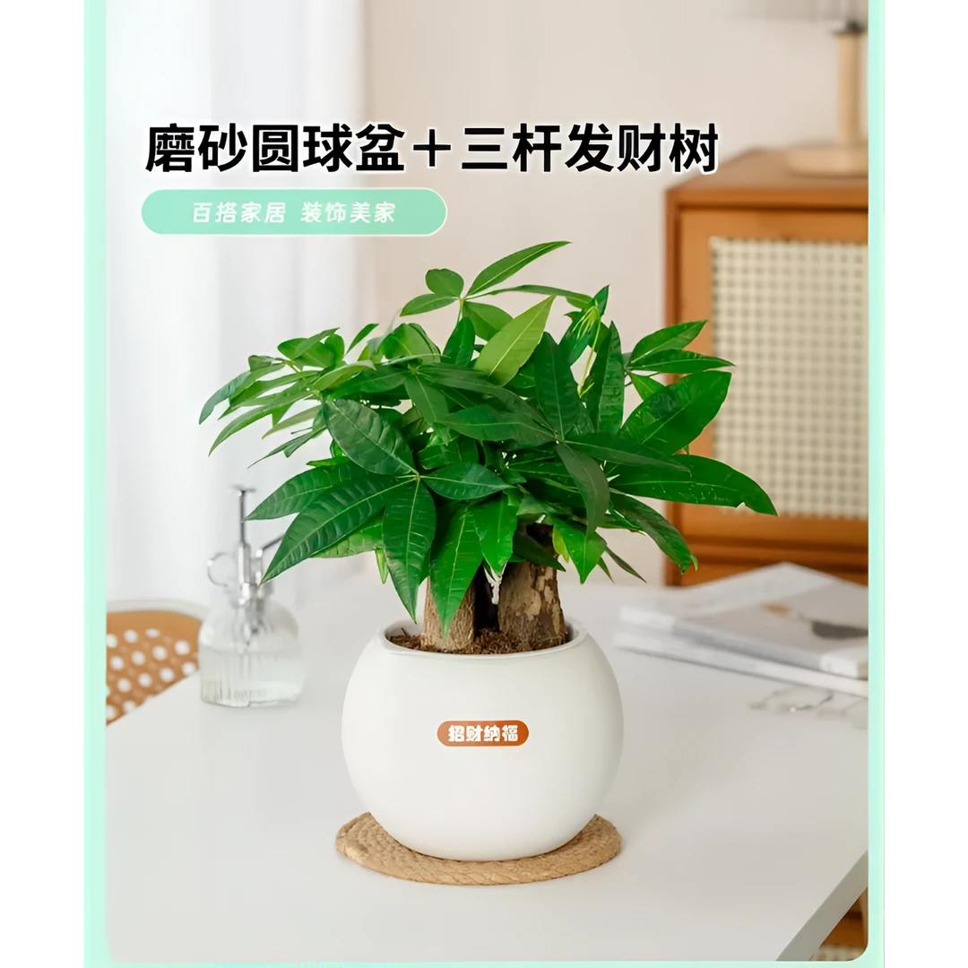 ZY发财树植物盆栽室内绿植花卉办公室客厅桌面甲醛好养净化空气
