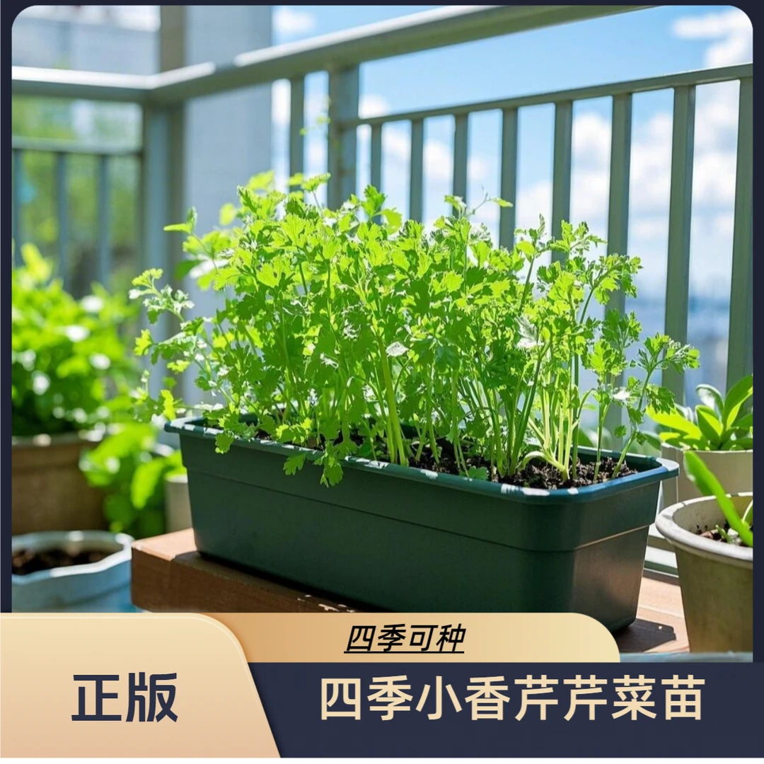【山东寿光发货对版芹菜苗】皇后大西芹四季小香芹阳台盆栽小院种植