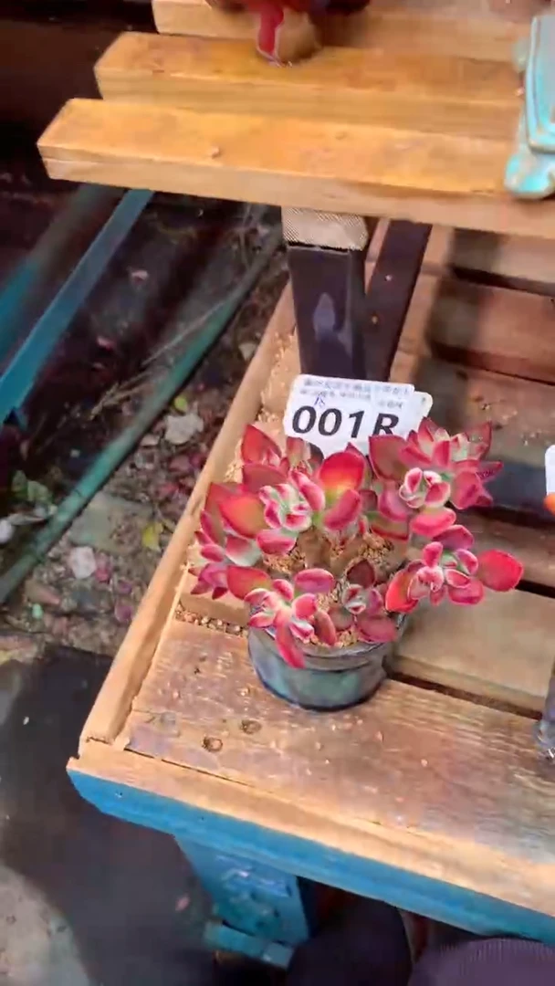 001R（一物一拍，精品多肉，所见即所得 ）