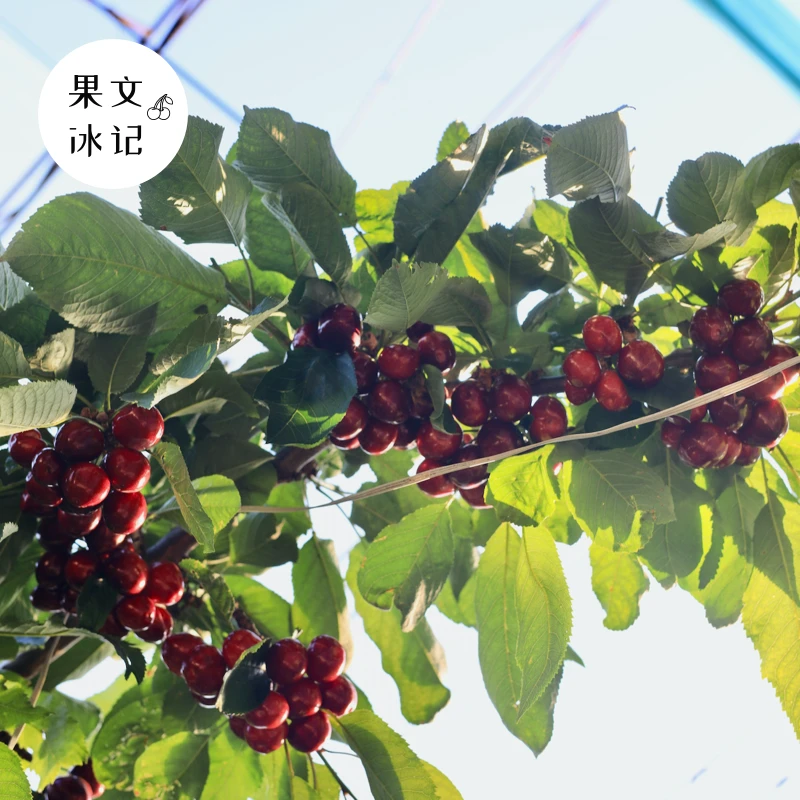 大连新鲜采摘大樱桃一箱