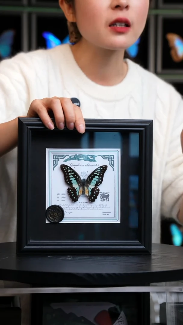 碎斑青凤蝶盲盒款7寸方框