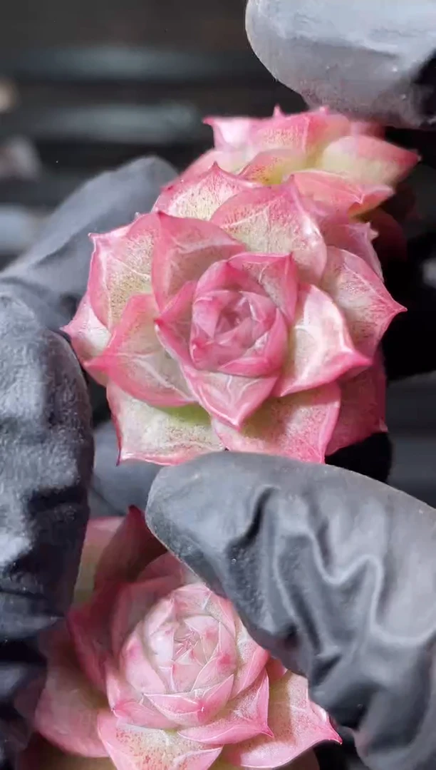 24-33海堂令3-4厘米量拍发一颗