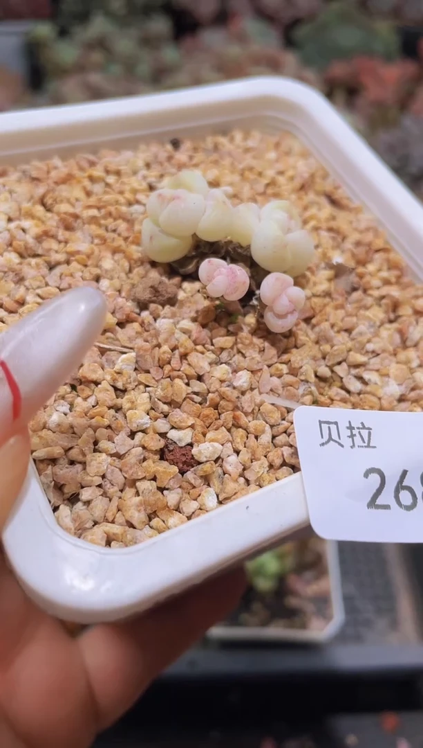 【闪购商品】268米粒白底冰玉