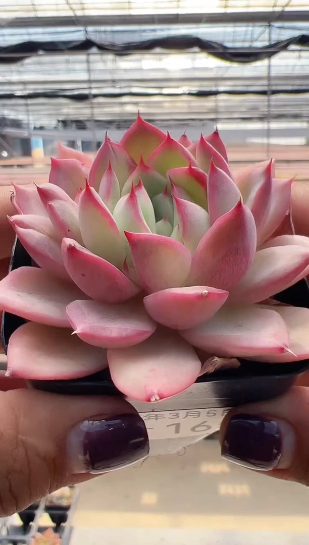 【闪购商品】新款多肉-165