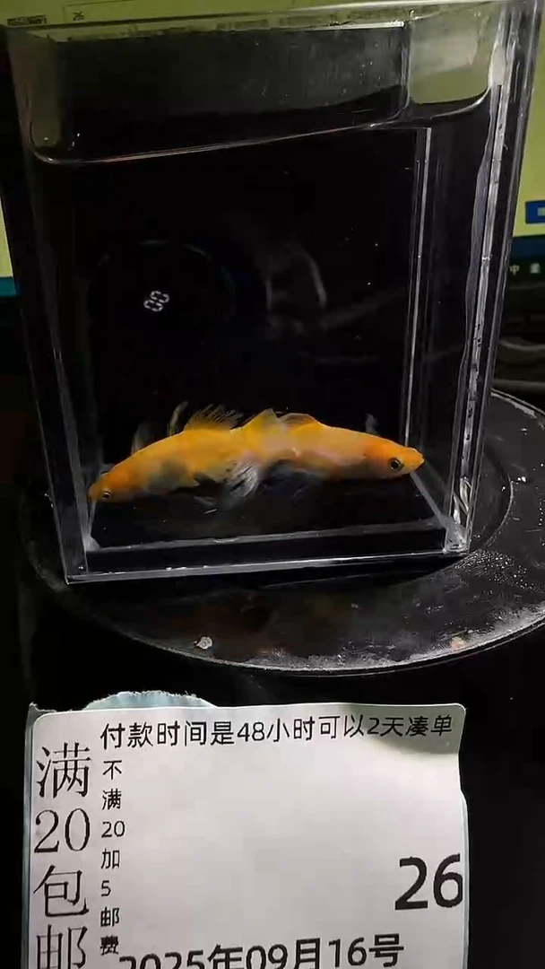 青鳉鱼观背青鳉观背青鳉26