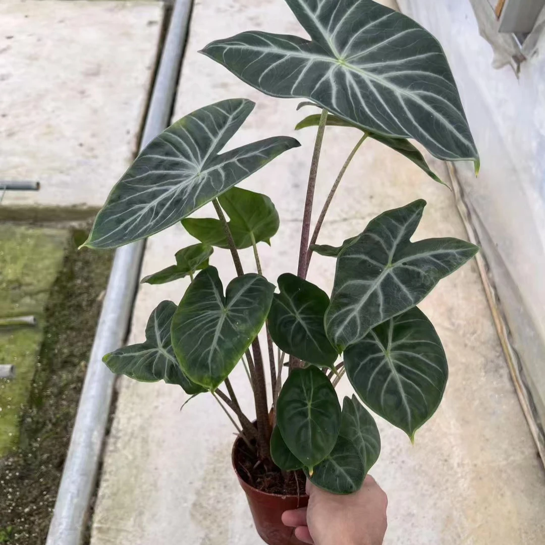 （象牙海岸海芋）室内观叶好养耐旱网红绿植盆栽