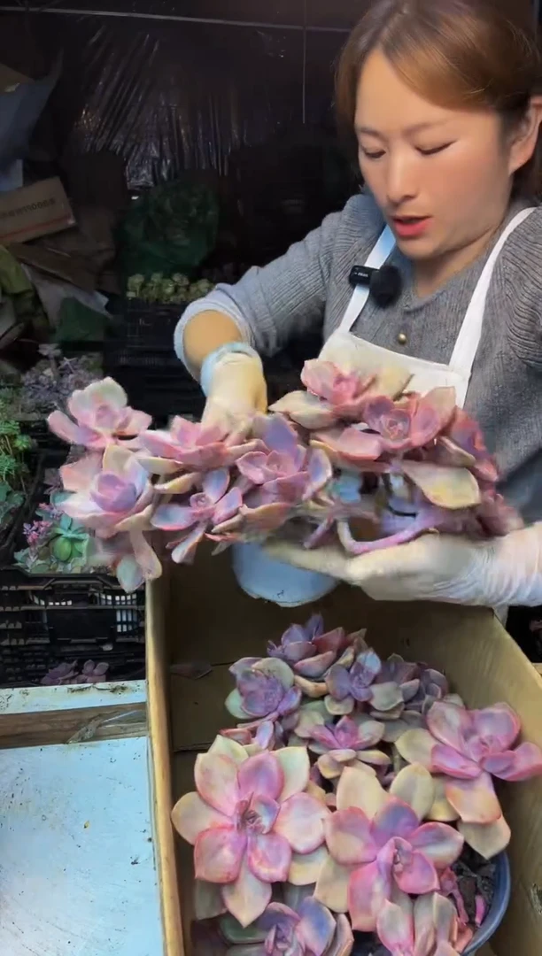 150号一物一拍默认微瑕不售后