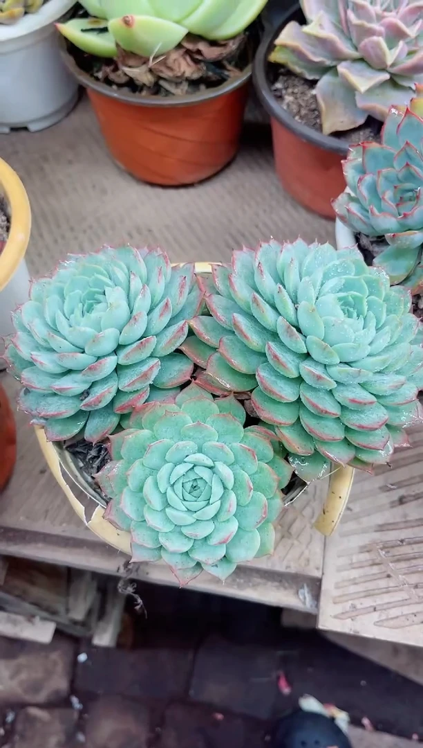 莉**?18020多肉植物一物一拍