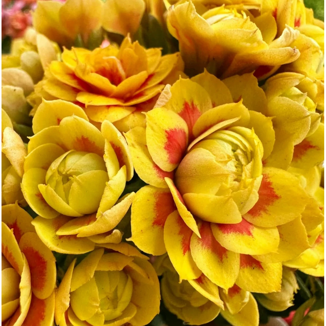 （洛桑女神110盆）基地直发长寿花 经典名贵超大花品种 懒人花卉