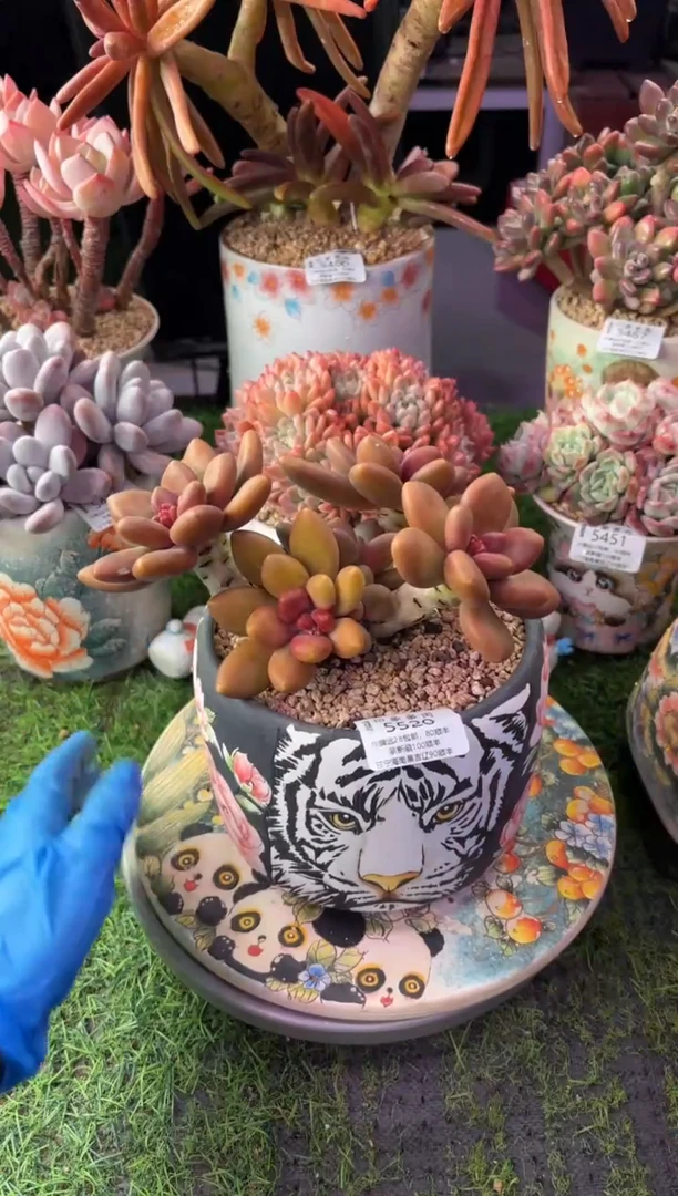 昆明印象多肉5520