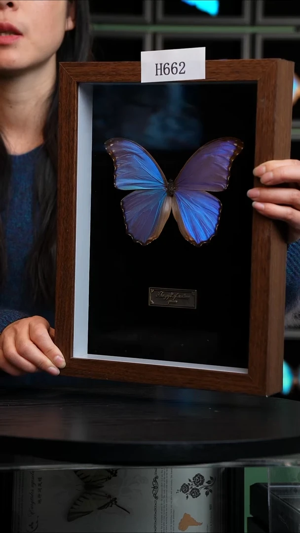 蝴蝶标本摆件竞拍H662