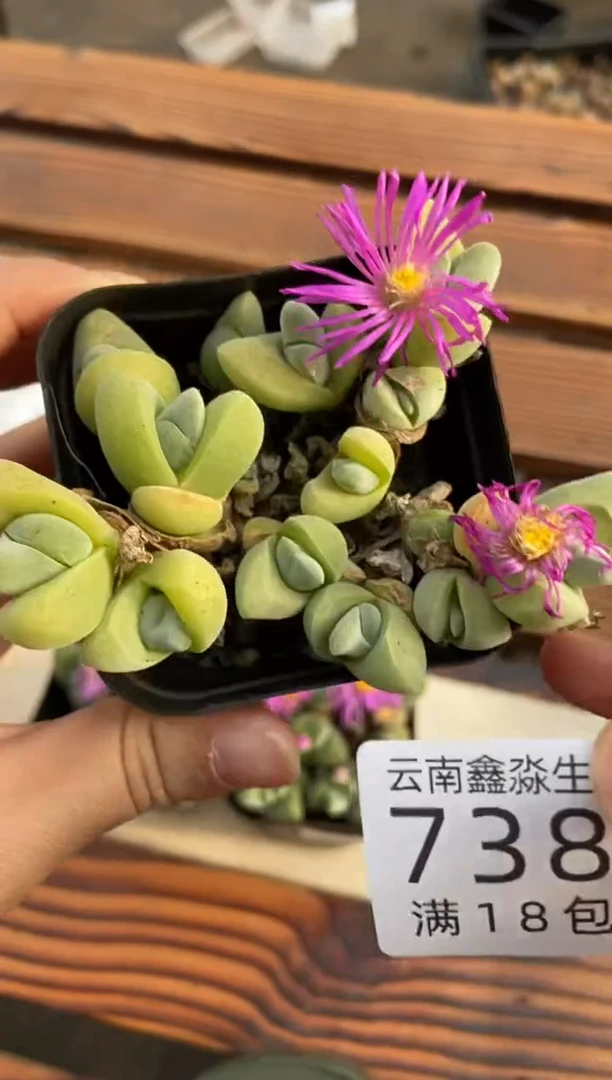 【闪购商品】7383特价无比玉一盒有瑕疵