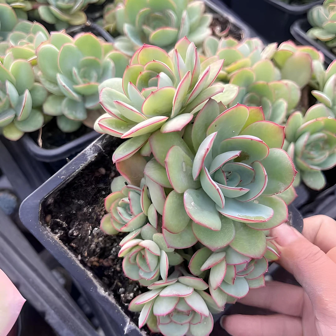 12月10日401-500号昆明大全多肉基地一物一拍直播满18包邮