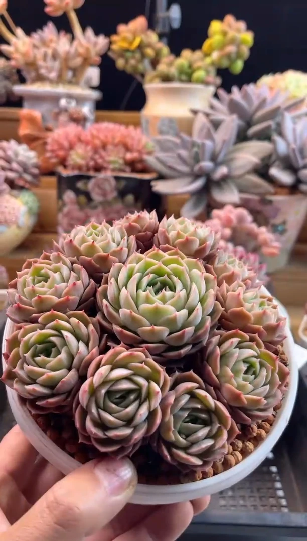 【闪购商品】2.15-32昂斯诺